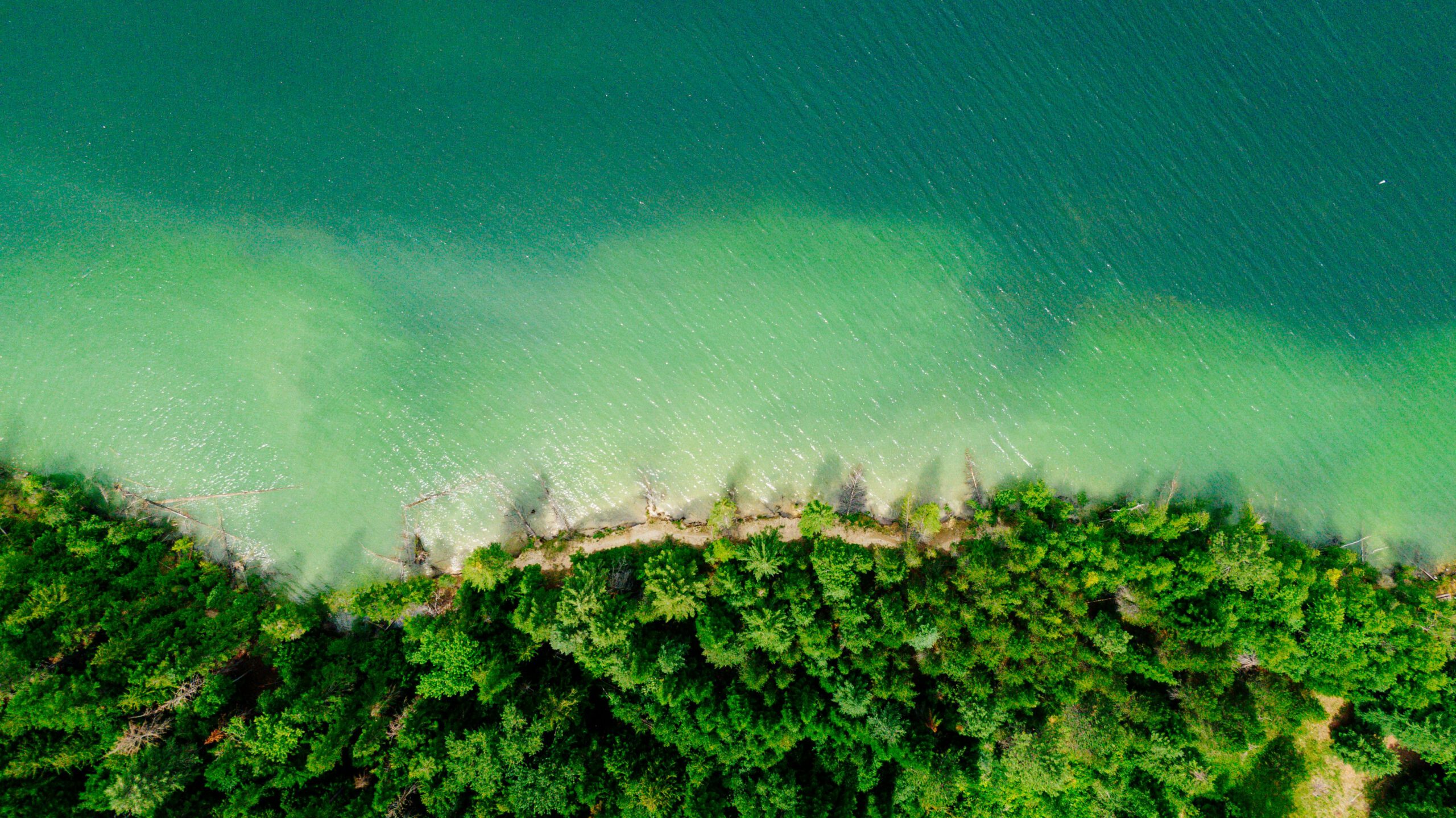 Foto Von Bäumen Am Strand