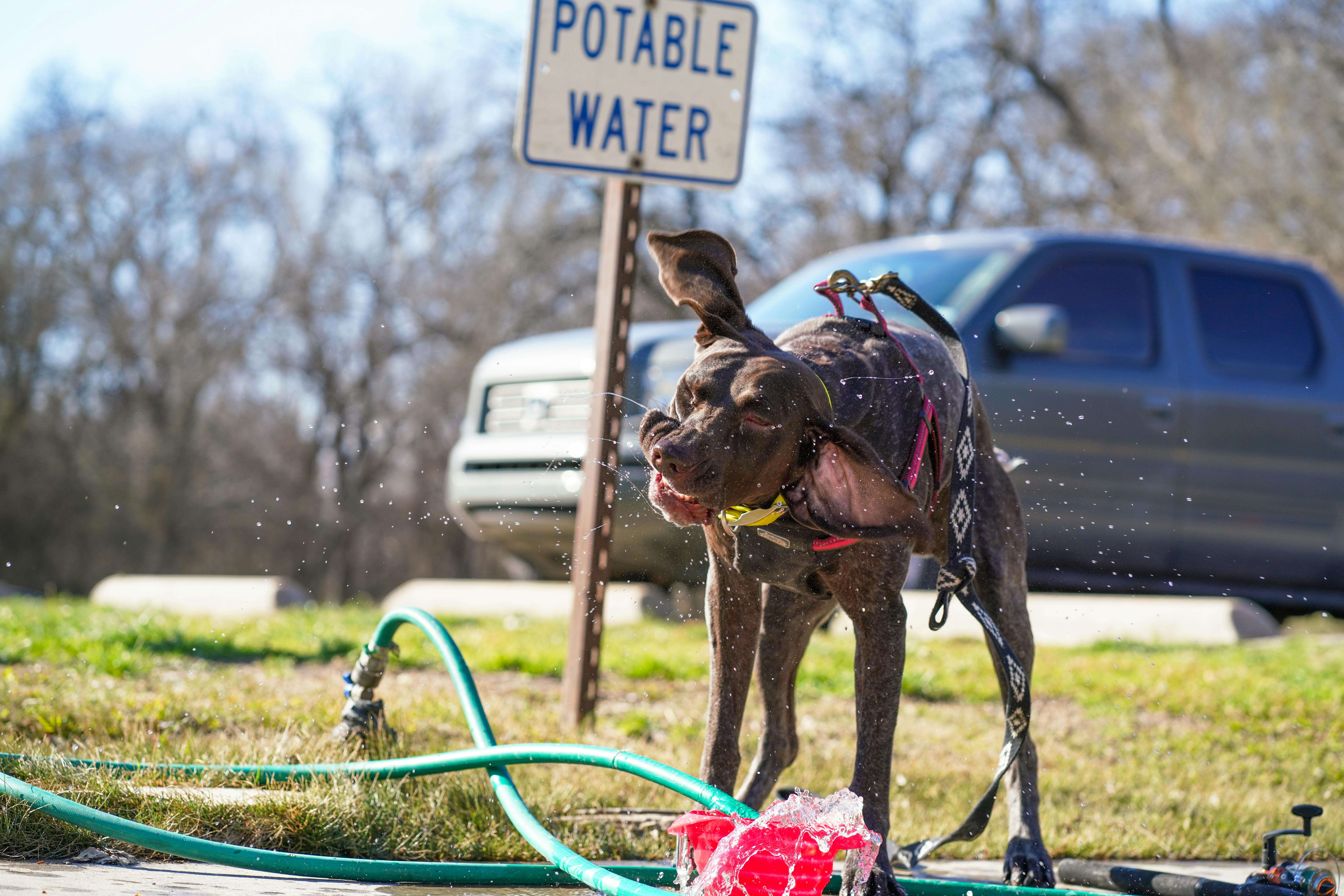 Kostenloses Stock Foto zu aktiv, bäume, brauner hund