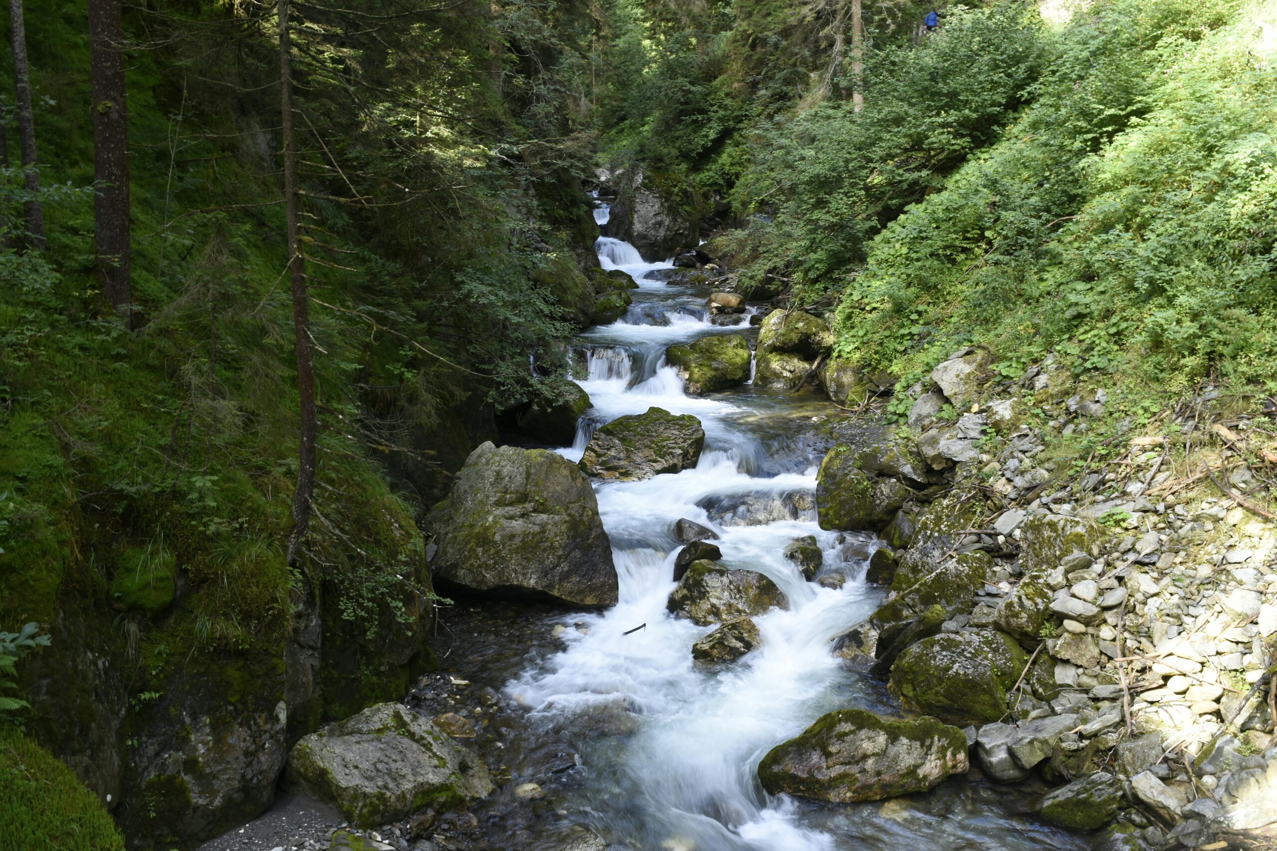 Kostenloses Stock Foto zu belaubt, chillen, draußen