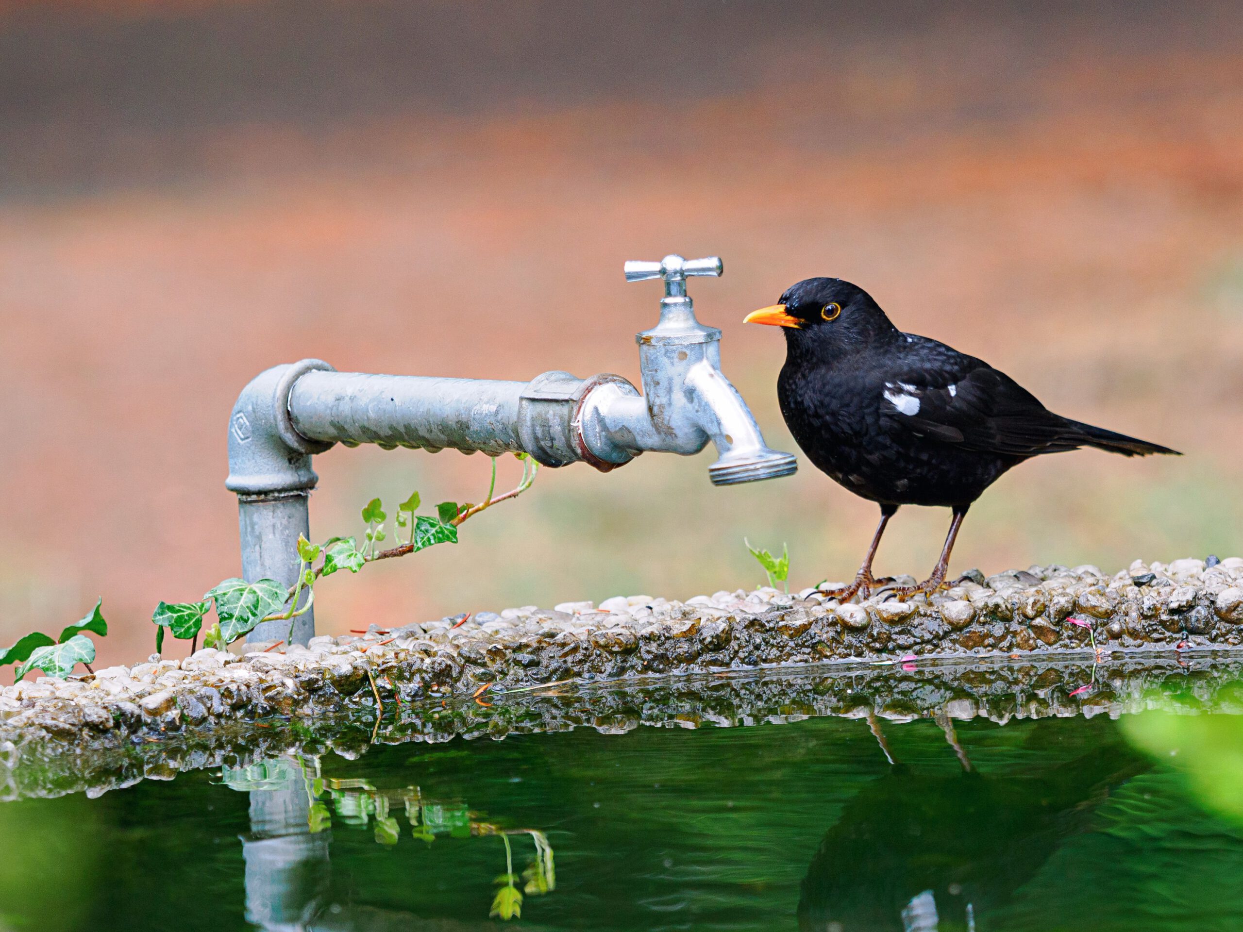 Eine Amsel sitzt auf einem Wasserhahn in der Nähe eines Wasserbeckens in Berlin und hebt die städtische Natur hervor.